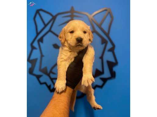 Baby Face Golden Retriever Yavruları