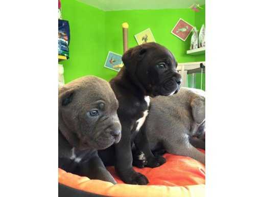 Satılık Cane Corso Yavruları Yağız Pet Club'ta