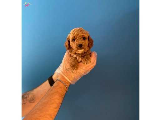 TEA CUP POODLE BEBEKLERİMİZ 
