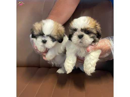 Bebek Yüz Shih Tzu Yavrularımız