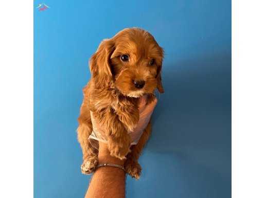 IRK GARANTİLİ MALTİPOO BEBEKLERİMİZ