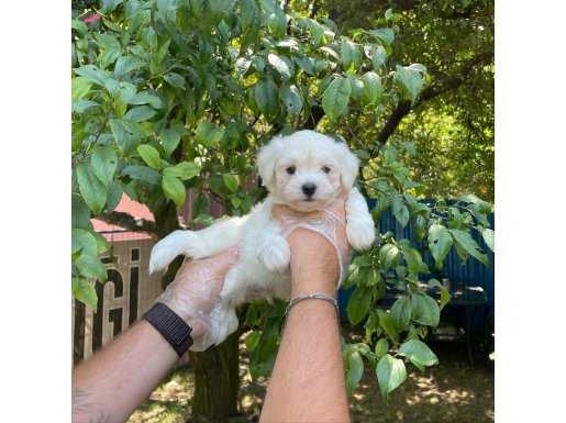 Kore Surat Maltese Terrier Bebeklerimiz