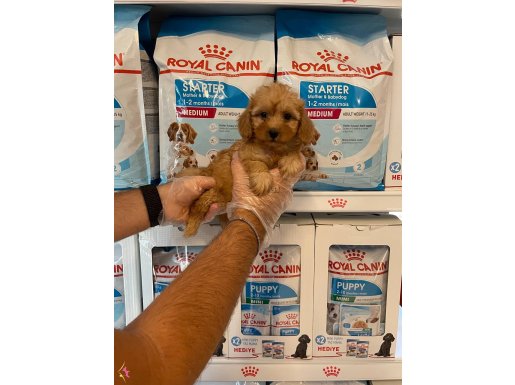 GERÇEK MALTİPOO YAVRULARIMIZ