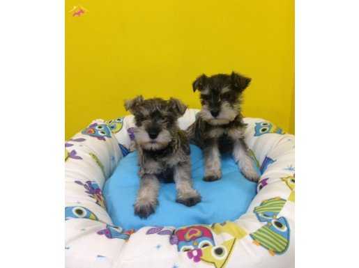 MÜKEMMEL SCHNAUZER YAVRULARIMIZ