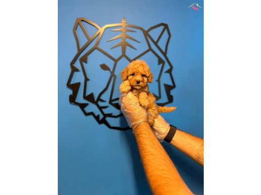 OYUNCAK SURAT TOY POODLE BEBEKLERİMİZ