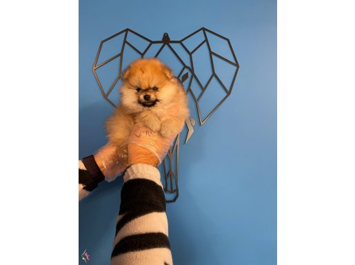 GÜLEN SURAT POMERANİAN BOO YAVRULARI