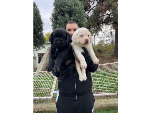 SİYAH VE ŞAMPANYA LABRADOR BEBEKLERİMİZ