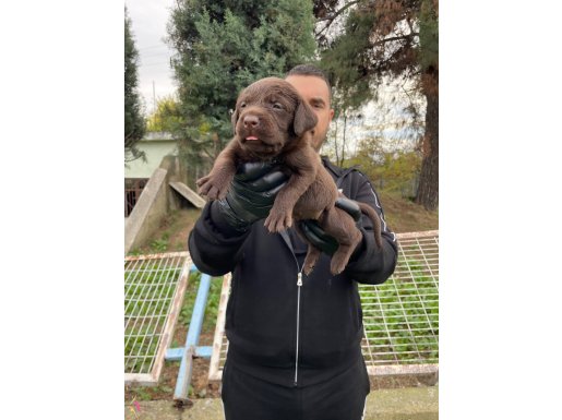 ÇOK ÖZEL CHOCOLATE LABRADOR YAVRULARIMIZ