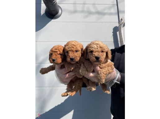 Oyuncak Surat Gerçek Toy Poodle Yavrularımız