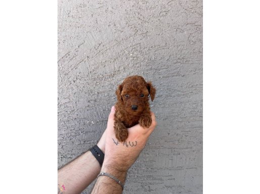 Red Browne Kore Toy Poodle Bebeklerimiz