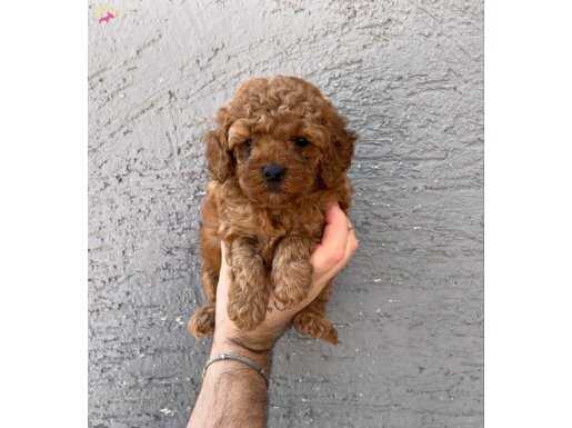 GERÇEK RED TOY POODLE YAVRULARIMIZ