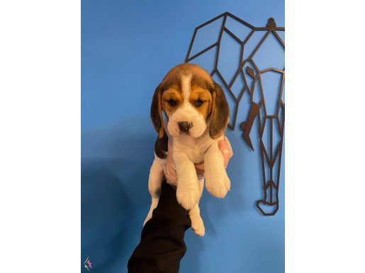 ÇOK ÖZEL ELİZABETH BEAGLE YAVRULARIMIZ