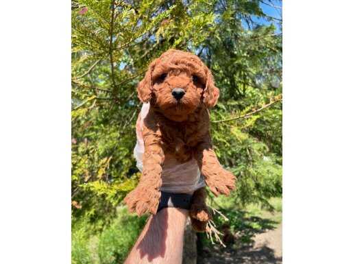 RED BROWNE ÇOK ÖZEL TOY POODLE BEBEKLERİMİZ