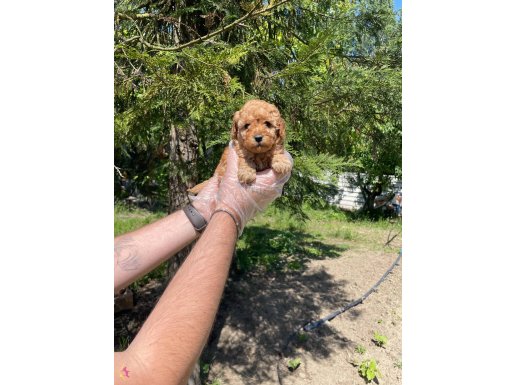 TEA CUP TOY POODLE BEBEKLERİMİZ