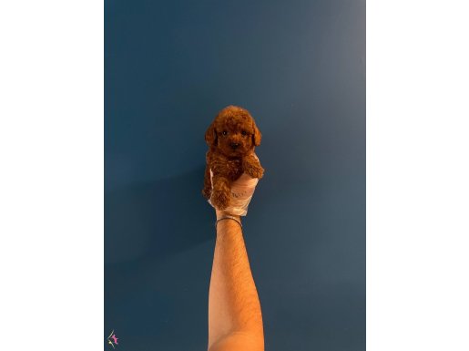 RED BROWNE TOY POODLE BEBEKLERİMİZ