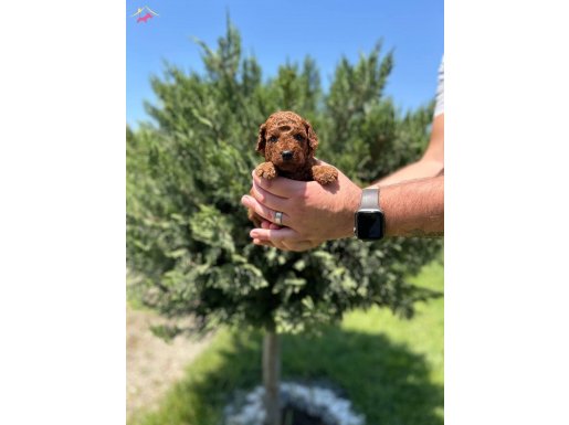 TEA CUP RED BROWNE POODLE YAVRULARIMIZ