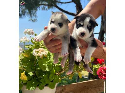 ÇOK ÖZEL HUSKY SİBİRYA KURDU YAVRULARIMIZ