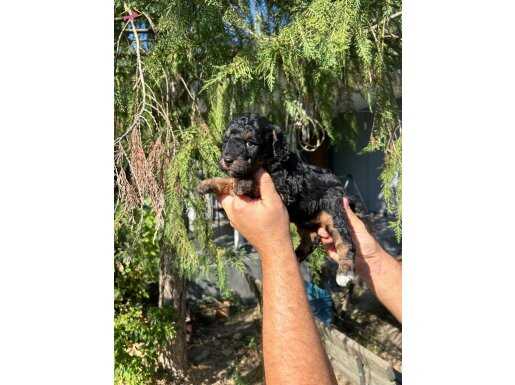 TÜRKİYEDE TEK ÖZEL RENK BLACK TAN TOY POODLE