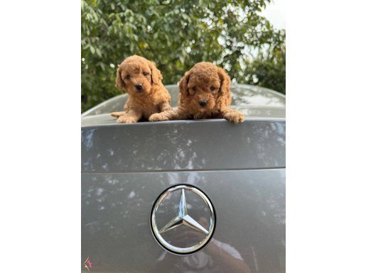 GERÇEK TOY POODLE YAVRULARIMIZ