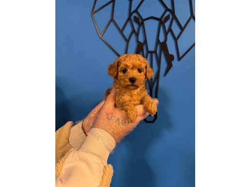 GERÇEK TEA CUP RED POODLE BEBEĞİMİZ