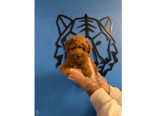 RED BROWNE TOY POODLE YAVRULARIMIZ
