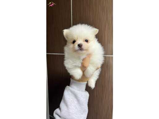 TEA CUP POMERANİAN BOO YAVRULARIMIZ