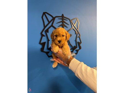 APRİCOT RENK TOY POODLE BEBEKLERİMİZ