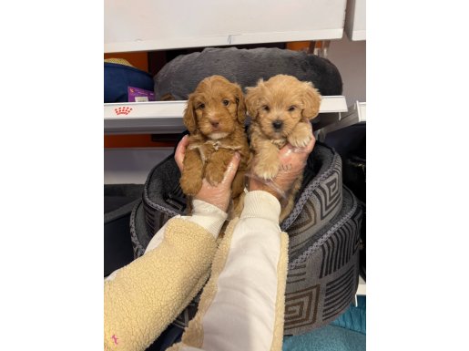 BEBEK YÜZ MALTİPOO YAVRULARIMIZ