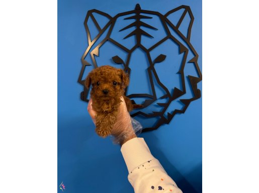 KORE RED BROWNE TEA CUP TOY POODLE