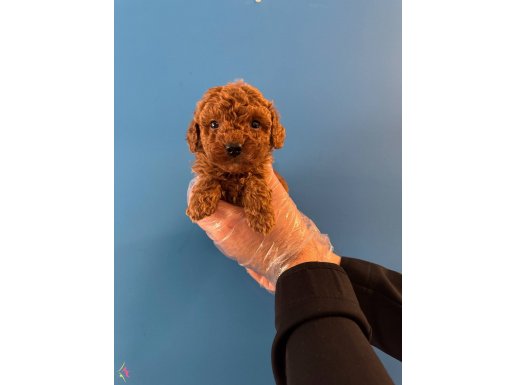 RED BROWNE KORE TEA CUP TOY POODLE YAVRULARI