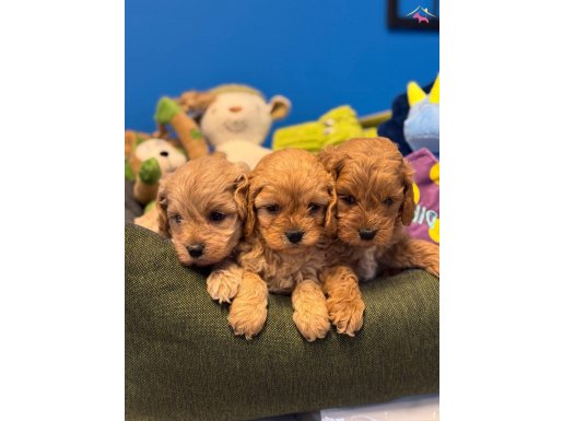 BEBEK YÜZLÜ ÇOK ÖZEL MALTİPOO BEBEKLERİMİZ