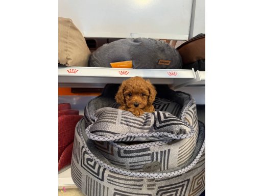 RED BROWNE TOY POODLE YAVRULARIMIZ