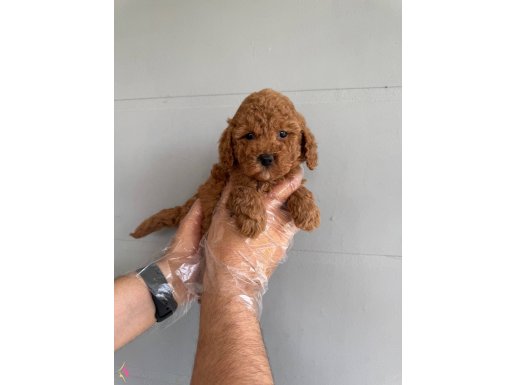Oyuncak Surat Toy Poodle Bebeklerimiz