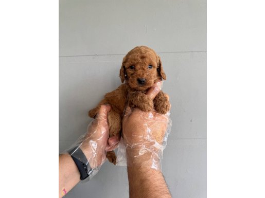 ÇOK ÖZEL TOY POODLE BEBEKLERİMİZ