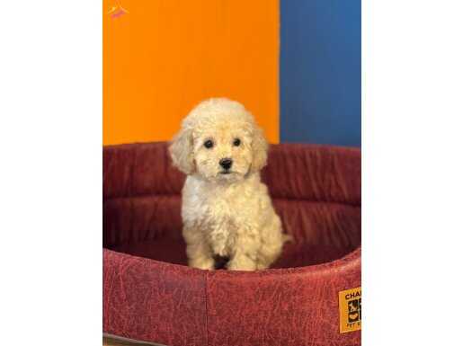 APRİCOT RENK TOY POODLE YAVRULARIMIZ