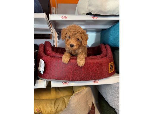RUHSATLI ÇİFTLİKTEN RED TOY POODLE BEBEKLER
