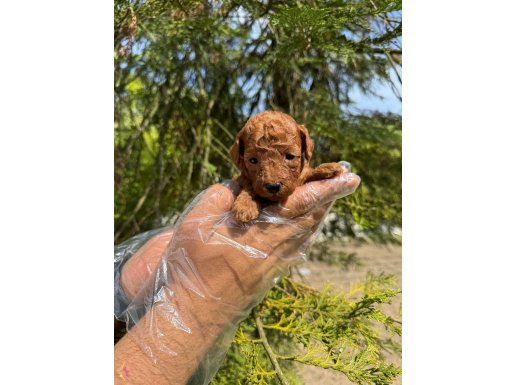 TEA CUP RED BROWNE POODLE BEBEKLERİMİZ