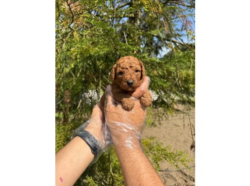 TEA CUP TOY POODLE YAVRULARIMIZ