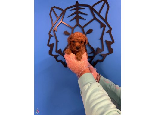 RED BROWNE TOY POODLE YAVRULARI