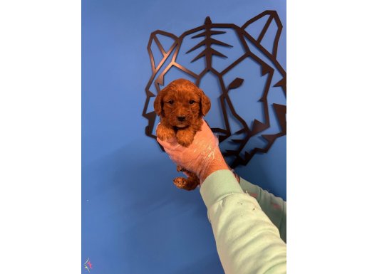 RED BROWNE MALTİPOO YAVRULARI
