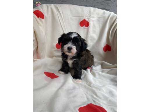 GÜZELLERİ GÜZELİ MALTİPOO YAVRULARI
