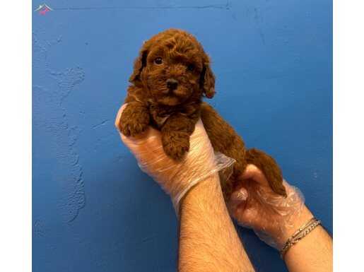 RED BROWNE TEA CUP TOY POODLE YAVRULARI