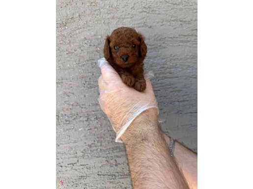 GERÇEK KORE RED BROWNE TOY POODLE YAVRULARI