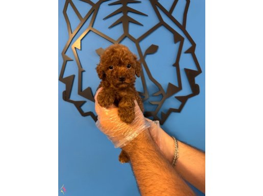 KORE RED BROWNE TOY POODLE YAVRULARI