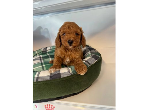 RED BROWNE MALTİPOO YAVRULARIMIZ