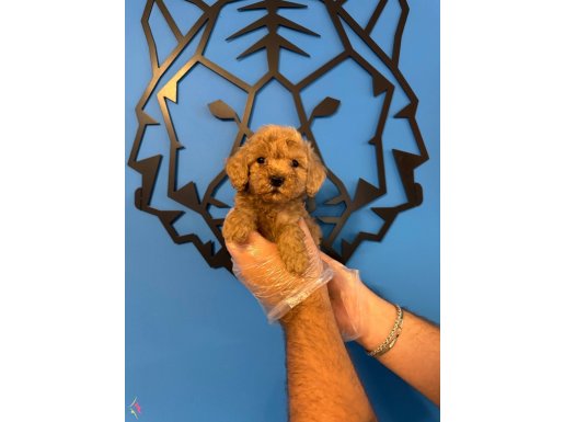 TEA CUP APRİCOT TOY POODLE BEBEKLERİMİZ