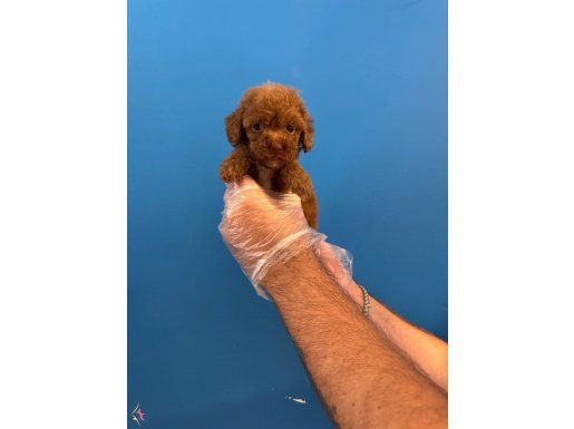 RED BROWNE TOY POODLE YAVRULARIMIZ