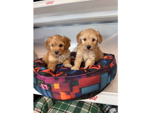 BEBEK YÜZLÜ MALTİPOO YAVRULARIMIZ