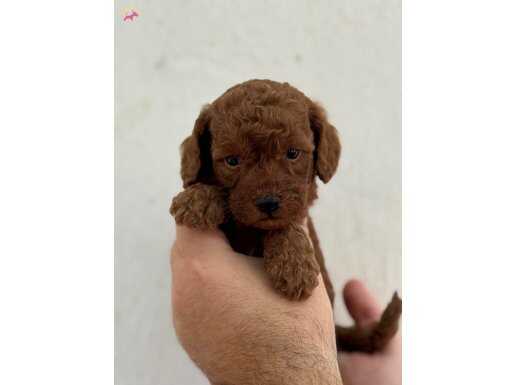 IRK GARANTİLİ TOY POODLE YAVRULARIMIZ