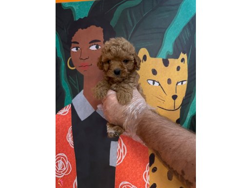 GERÇEK TOY POODLE BEBEKLERİMİZ